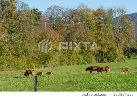 Serenity of autumn on a sunny day as cows graze peacefully in a lush green pasture surrounded by vibrant trees and distant rolling hills Serenity of autumn on a sunny day as cows graze peacefully in a lush green pasture surrounded by vibrant trees and distant rolling hills 133584153