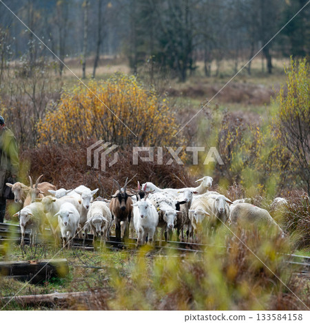 Herd of goats grazing peacefully in an autumn landscape surrounded by vibrant foliage and a serene atmosphere during late afternoon hours Herd of goats grazing peacefully in an autumn landscape surrounded by vibrant foliage and a serene atmosphere during late afternoon hours 133584158
