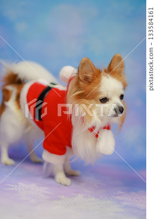 Papichiwa Christmas 133584161