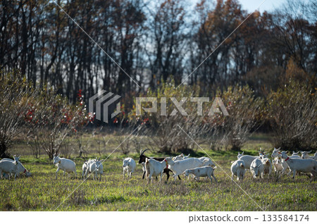 Herd of goats grazing peacefully in an open field surrounded by lush green grass and trees under a clear blue sky during a sunny afternoon Herd of goats grazing peacefully in an open field surrounded by lush green grass and trees under a clear blue sky during a sunny afternoon 133584174