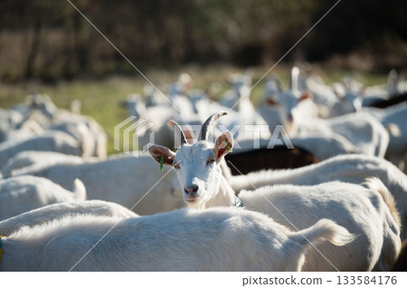 Gathering of playful goats in a sunny pasture showcasing their lively spirit and natural curiosity during a bright afternoon in the countryside 133584176