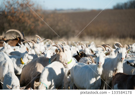 A lively herd of goats peacefully grazes in a sprawling open field, surrounded by vibrant green grass, beneath a radiant blue sky on a beautiful sunny afternoon in the serene countryside 133584178