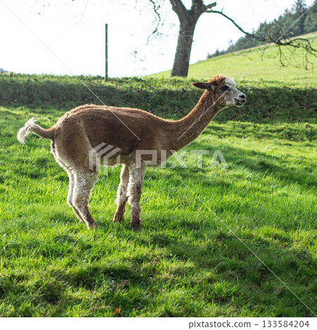 Discovering the serene beauty of an elegant llama grazing peacefully in a lush green pasture under a clear blue sky in the countryside during a sunny afternoon Discovering the serene beauty of an elegant llama grazing peacefully in a lush green pasture under a clear blue sky in the countryside during a sunny afternoon 133584204