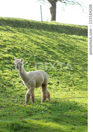 Soft and fluffy alpaca exploring a lush green pasture under the warm afternoon sun at a serene farm setting near the hills Soft and fluffy alpaca exploring a lush green pasture under the warm afternoon sun at a serene farm setting near the hills 133584206