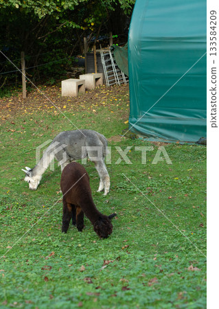 In a serene autumn setting, a group of curious alpacas grazes harmoniously in a vibrant green pasture, illuminated by the warm sunlight near a quaint, inviting farm In a serene autumn setting, a group of curious alpacas grazes harmoniously in a vibrant green pasture, illuminated by the warm sunlight near a quaint, inviting farm 133584209