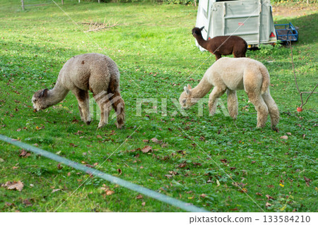 In a lush green field surrounded by nature, alpacas graze peacefully, basking in the warm, golden sunlight of the autumn season 133584210