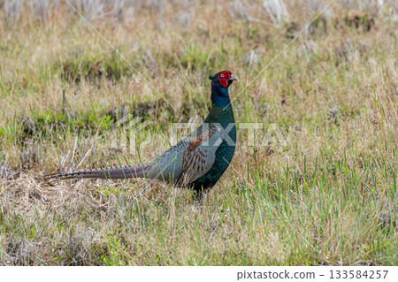 春天田野裡發現的一隻野雞 春天田野裡發現的一隻野雞 133584257