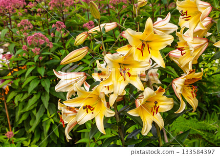 Yellow lilies blooming in summer garden 133584397