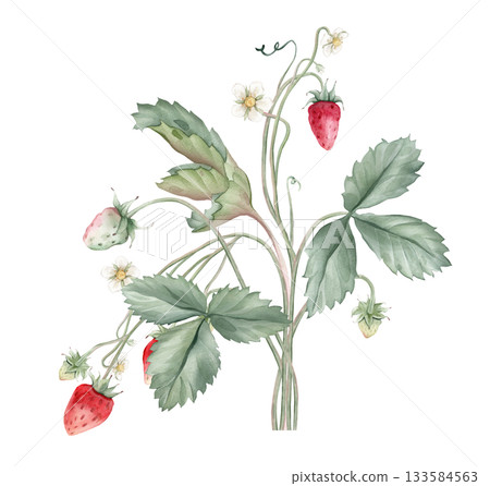 Composition with Wild Strawberry branches and white flower . Hand drawn watercolor illustration of Woodland strawberry plant green leaves and red wild berries on isolated background. Composition with Wild Strawberry branches and white flower . Hand drawn watercolor illustration of Woodland strawberry plant green leaves and red wild berries on isolated background. 133584563