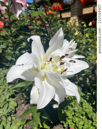 White Lilium Snowboard flower blooming in sunny summer garden White Lilium Snowboard flower blooming in sunny summer garden 133584907