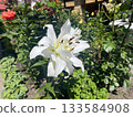 White Lilium Snowboard flower blooming in sunny summer garden 133584908
