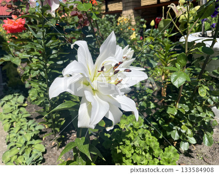 White Lilium Snowboard flower blooming in sunny summer garden 133584908