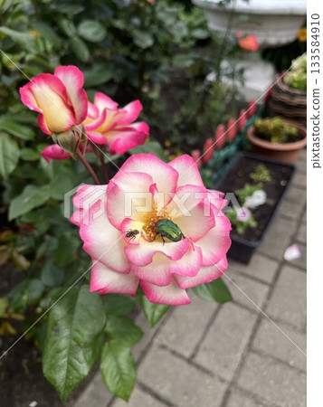Two tone rose flower with green beetle and bee in summer garden 133584910