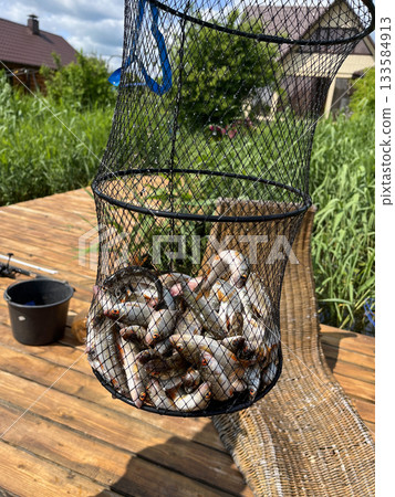 Full fishing catch in landing net on wooden pier in summer Full fishing catch in landing net on wooden pier in summer 133584913
