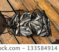 Full fishing catch in landing net on wooden pier in summer 133584914
