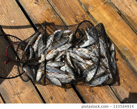 Full fishing catch in landing net on wooden pier in summer Full fishing catch in landing net on wooden pier in summer 133584914