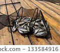 Full fishing catch in landing net on wooden pier in summer 133584916