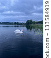 White swan swimming on calm lake at blue twilight evening 133584919