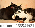 Two cute cats cuddling and sleeping together on cozy bed 133584921