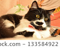 Black and white cat with yellow eyes lying on cozy bed 133584922