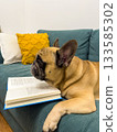 A French bulldog lies next to a book. The concept of education, curiosity, cozy lifestyle and animal humor. 133585302