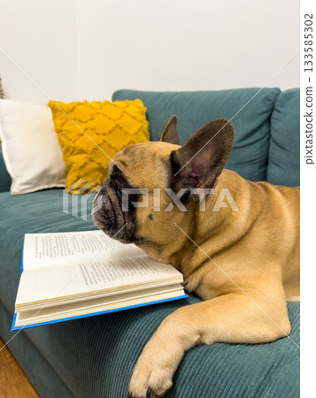 A French bulldog lies next to a book. The concept of education, curiosity, cozy lifestyle and animal humor. 133585302