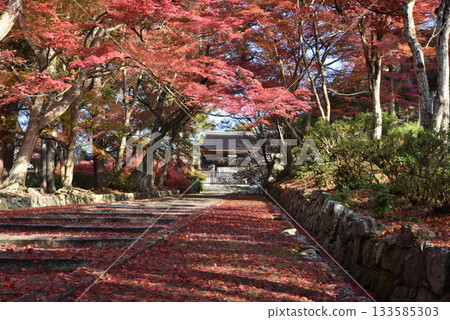 Bishamondo Temple: Yakuimon Gate and Maple Trees (Yamashina Ward, Kyoto City) Bishamondo Temple: Yakuimon Gate and Maple Trees (Yamashina Ward, Kyoto City) 133585303