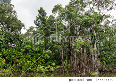 Boat trip on the Preguica River from Barreirinhas, Lencois Maranhenses to Atins, Maranhao, Brazil 133585370