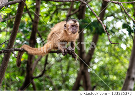 Little monkeys at the broom village in Vassouras, Barreirinhas, Maranhao, Brazil 133585373