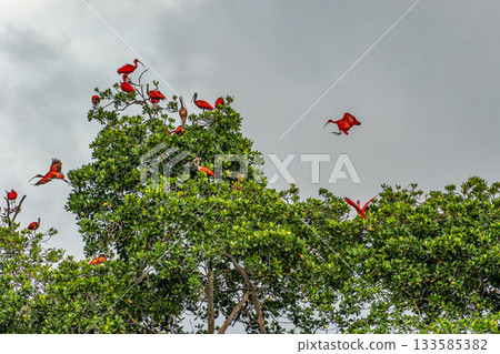 Scarlet ibis flying back home to their sleeping place, Revoada dos guaras on the Delta of the Parnaiba River in Brazil Scarlet ibis flying back home to their sleeping place, Revoada dos guaras on the Delta of the Parnaiba River in Brazil 133585382