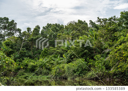 Boat trip on the Igarape do Urubu River, Delta das Americas to Ilha das Canarias, Brazil. South America 133585389