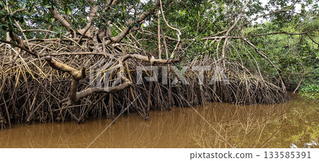 Boat trip on the Igarape do Urubu River, Delta das Americas to Ilha das Canarias, Brazil. South America 133585391