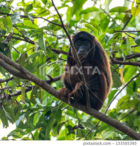 Howler monkey, Alouatta discolor on a tree in the brazilian jungle at Ilha das Canarias in Brazil. Delta do Parnaiba 133585393
