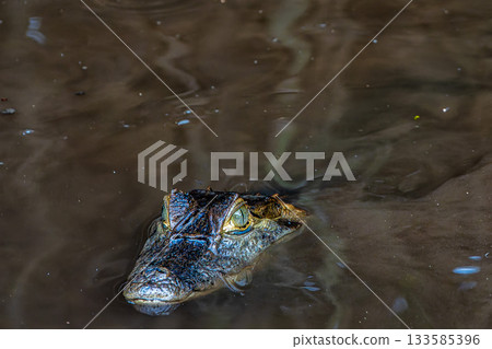 Yacare caiman in the brazilian jungle at Ilha das Canarias in Brazil. Delta do Parnaiba. Yacare caiman in the brazilian jungle at Ilha das Canarias in Brazil. Delta do Parnaiba. 133585396