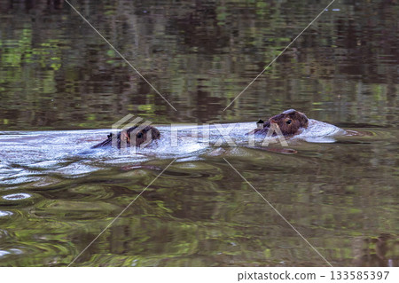 Capybara, Hydrochoerus hydrochaeris at the Igarape do Urubu River, Delta das Americas to Ilha das Canarias, Brazil. South America Capybara, Hydrochoerus hydrochaeris at the Igarape do Urubu River, Delta das Americas to Ilha das Canarias, Brazil. South America 133585397