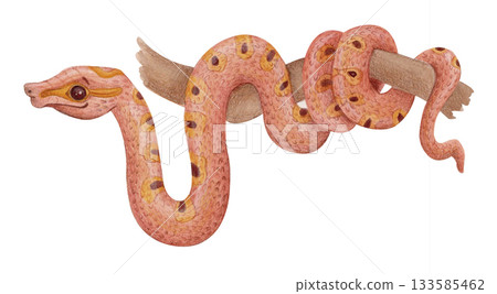 Watercolor tropical boa snake on branch, reptile illustration isolated on white. Exotic animal clipart for nature projects. 133585462