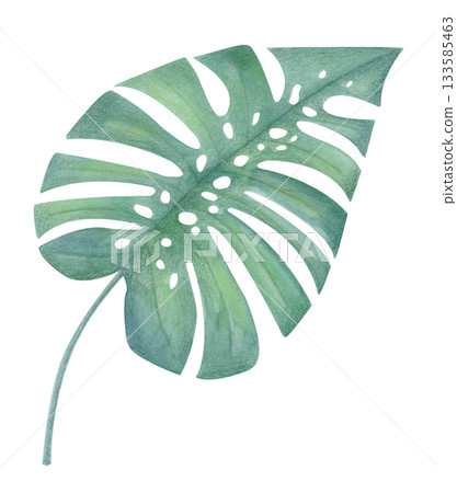 Watercolor green monstera leaf illustration isolated on white. Tropical botanical clipart for eco design and textile prints. Watercolor green monstera leaf illustration isolated on white. Tropical botanical clipart for eco design and textile prints. 133585463