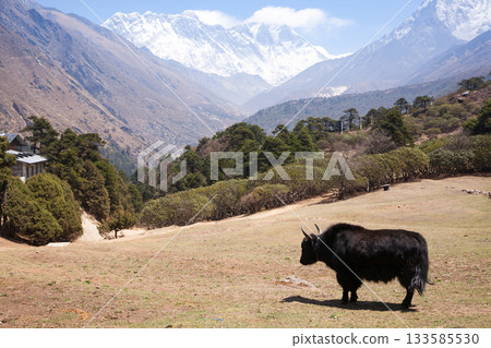 Yak with Everest in background, Nepal 133585530