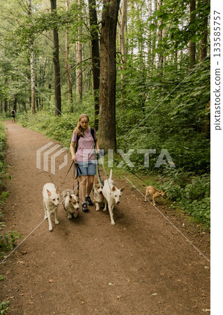 woman walks pack of dogs on leashes in a park. dog sitter, dog handler, trains pets. woman walks pack of dogs on leashes in a park. dog sitter, dog handler, trains pets. 133585757