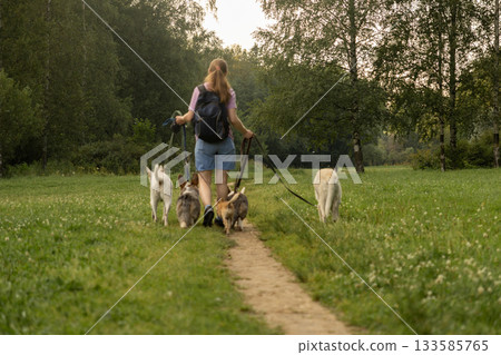 woman walks pack of dogs on leashes in a park. dog sitter, dog handler, trains pets. woman walks pack of dogs on leashes in a park. dog sitter, dog handler, trains pets. 133585765
