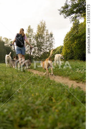 woman walks pack of dogs on leashes in a park. dog sitter, dog handler, trains pets.  133585775