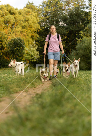 woman walks pack of dogs on leashes in a park. dog sitter, dog handler, trains pets.  133585776