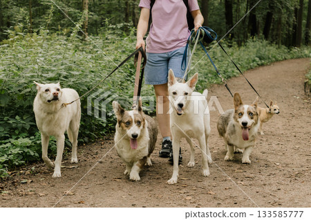woman walks pack of dogs on leashes in a park. dog sitter, dog handler, trains pets.  133585777
