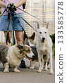 woman is professional dog walker and trainer keeps animals on leash. Dogs of different sizes breeds. 133585778