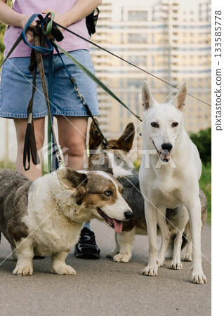 woman is professional dog walker and trainer keeps animals on leash. Dogs of different sizes breeds. 133585778