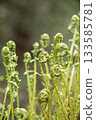 ferns with brown tips and green leaves. Ferns grow in field on hill. forest vegetation.  133585781