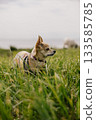 small dog stands in field overgrown with grass. dog is wearing a sweater. 133585785