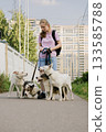 woman is professional dog walker and trainer keeps animals on leash. Dogs of different sizes breeds. 133585788