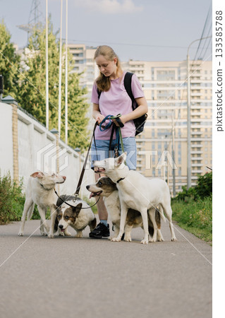 woman is professional dog walker and trainer keeps animals on leash. Dogs of different sizes breeds. woman is professional dog walker and trainer keeps animals on leash. Dogs of different sizes breeds. 133585788