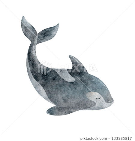 Whale killer, dark blue fish. Watercolor illustration of dolphin animal, hand-drawn in cute, childish style. The shark image is isolated from background for postcards posters clothing nursery stickers Whale killer, dark blue fish. Watercolor illustration of dolphin animal, hand-drawn in cute, childish style. The shark image is isolated from background for postcards posters clothing nursery stickers 133585817